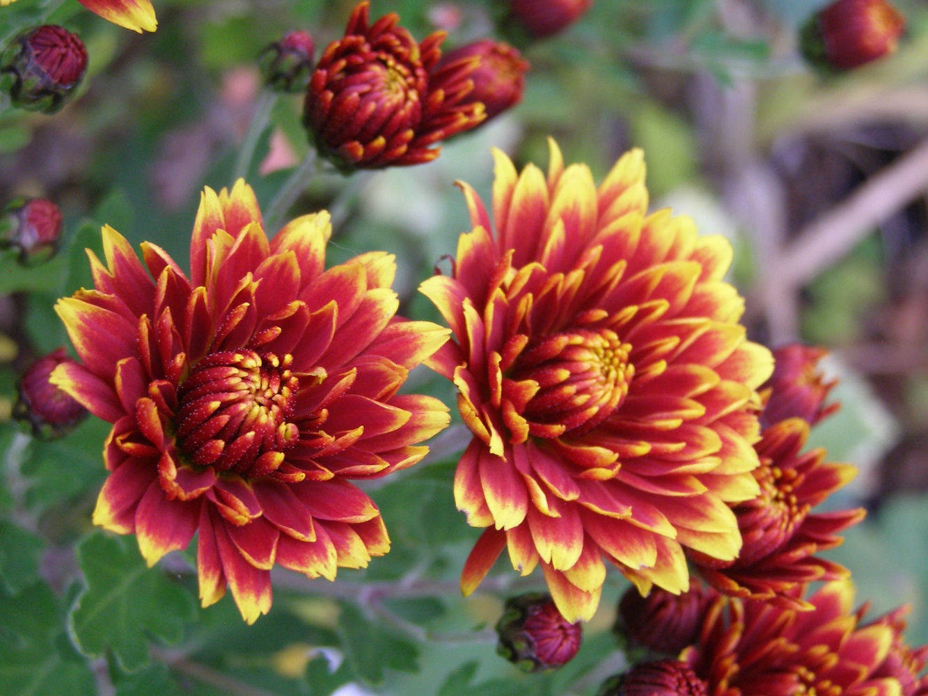 Chrysanthemum 'Etna'